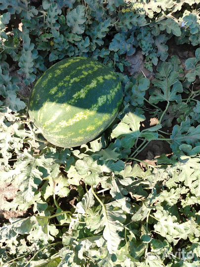 Арбузы каристан