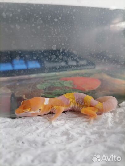 Самец Эублефара Радар