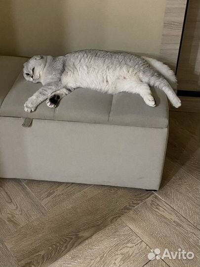 Шотландский кот вязка