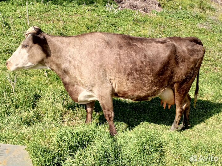 Корова, бык