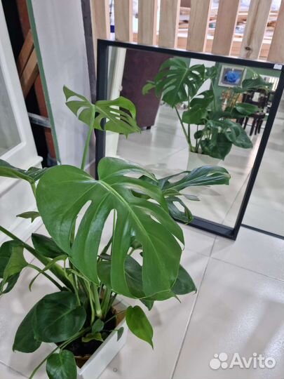 Диффенбахия,арика