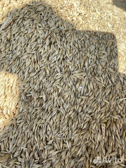 Ячмень в мешках 35 кг