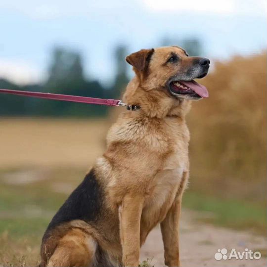 Великолепный Амур