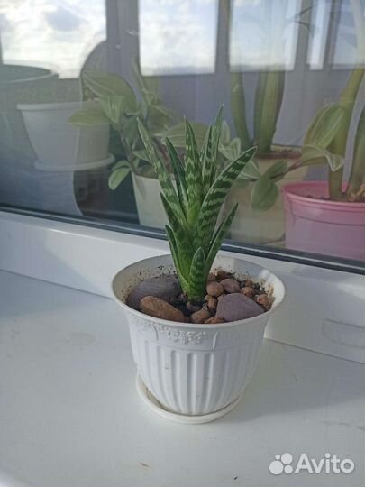 Алоэ тигровое пёстрое