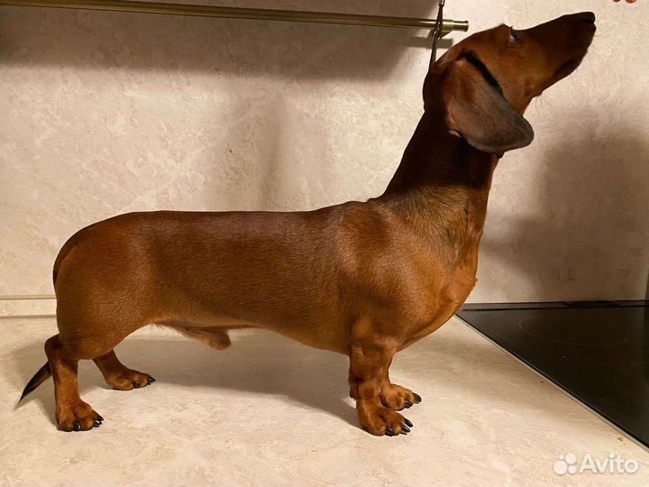 Таксы кобель для вязки