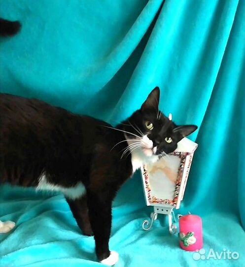Молодой котик маркизик Макс
