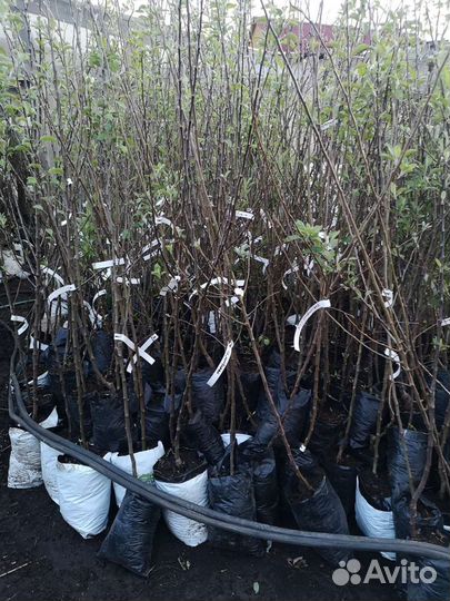 Плодовые деревья и саженцы