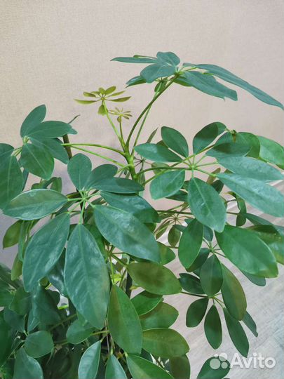 Шефлера (красивый большой цветок)