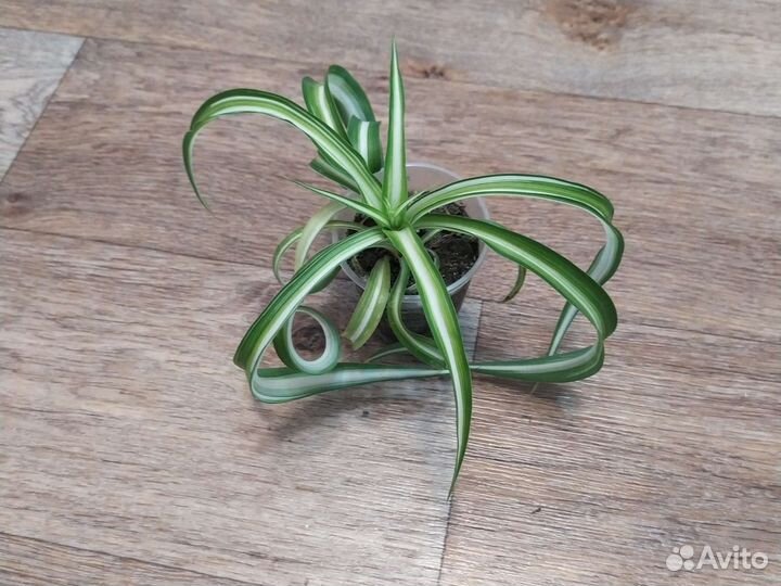 Комнатные цветы. Гиппеаструм, хлорофитум, герань