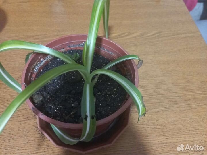 Хлорофитум кудрявый