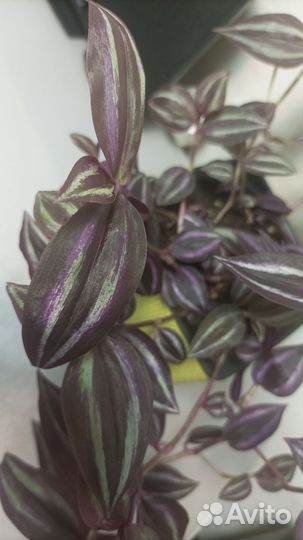 Традесканция зебрина