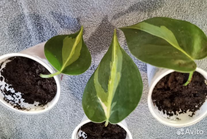 Филодендрон бразил триколор