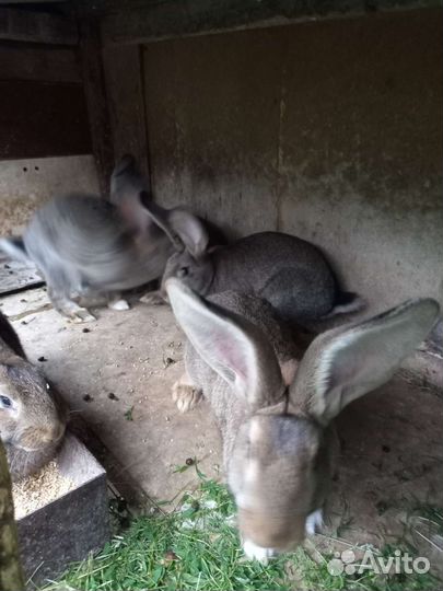 Кролики мясных пород