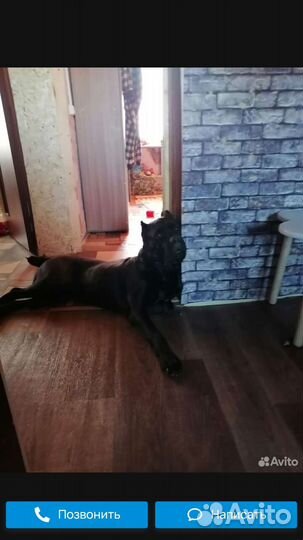 Собаки щенки кане корсо