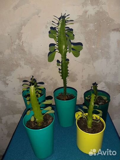 Молочай кактус