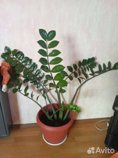 Замиокулькас