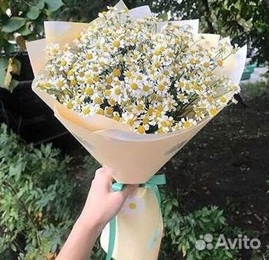 Цветы ромашки