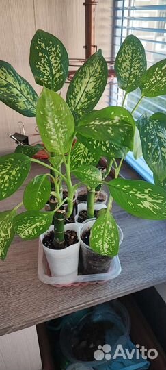 Диффенбахия пестрая (ростки)