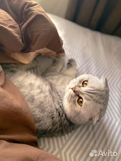 Шотландский вислоухий кот вязка