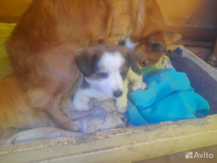 Отдам в добрые руки