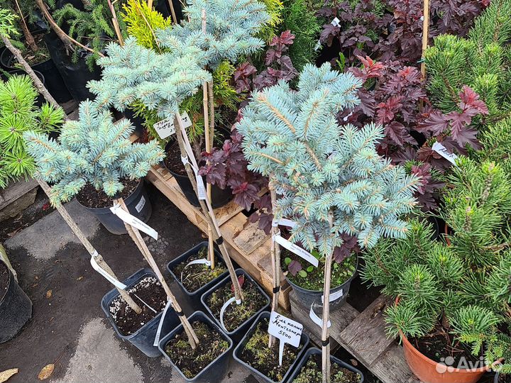 Хвойные,лиственные,декоративные растения