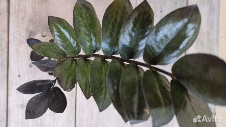 Замиокулькас черный равен