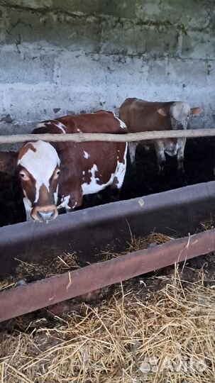 Быки живым весом