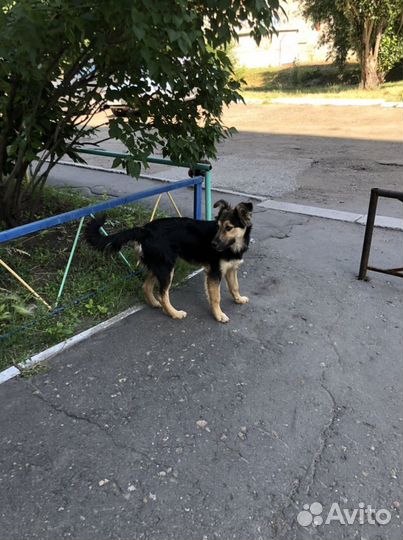 Пристраивается