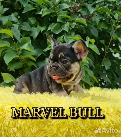 Французский бульдог