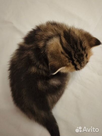 Шотландские котята вислоухие и прямоухие