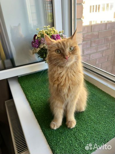 Рыжая кошка