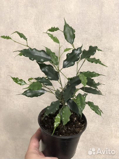 Фикусы сорт Экзотика