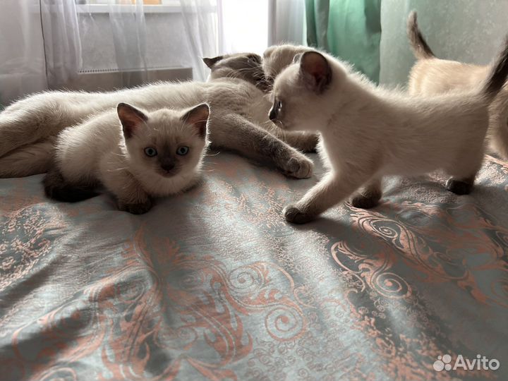 Котята блю поинт