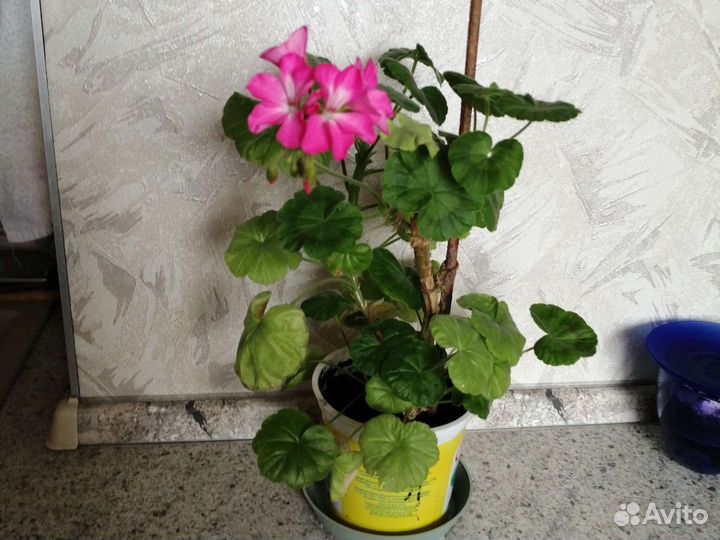 Пеларгония герань