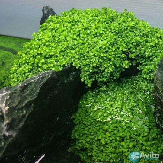 Аквариумные растения