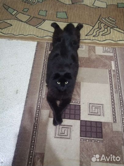 Кошечка и кот