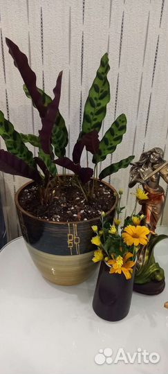 Строманта триколор,калатея Лансифолия