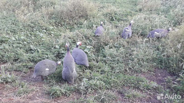 Цесарки