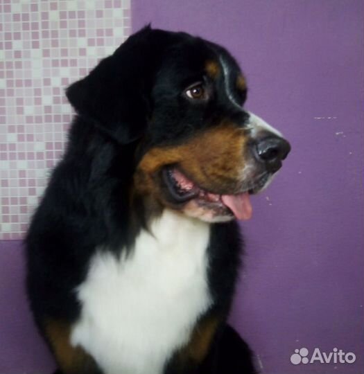 Красивая Стрижка собак и кошек ЖК Суворовский