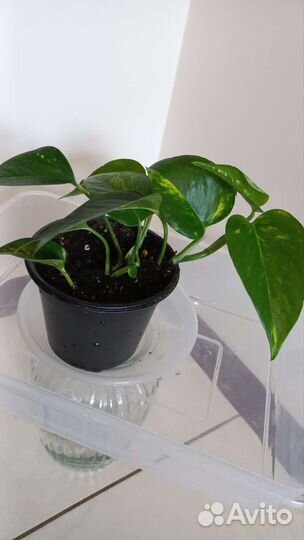 Сциндапсус золотистый