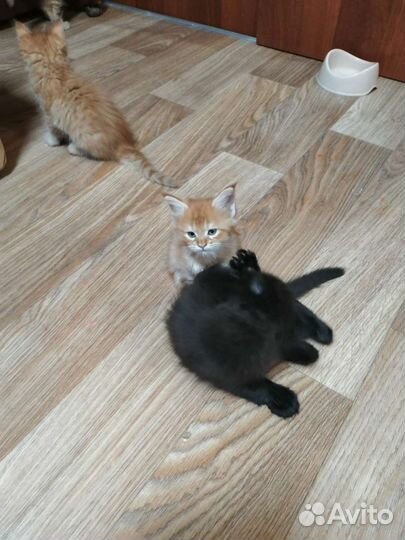 Котята мейн-кун