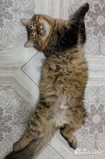 Сибирский кот