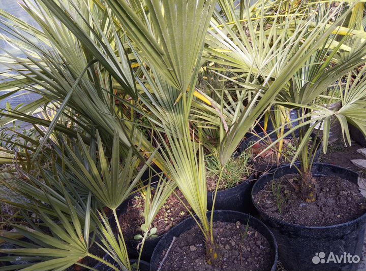 Пальмы веерные и перьевые (Сочинская коллекция)