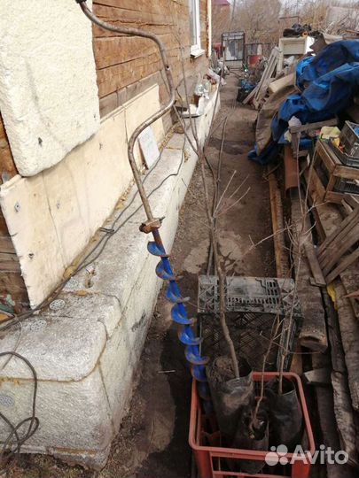 Саженцы дуба черешчатого