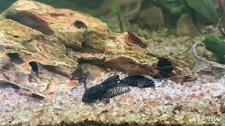 Анциструс вуалевый