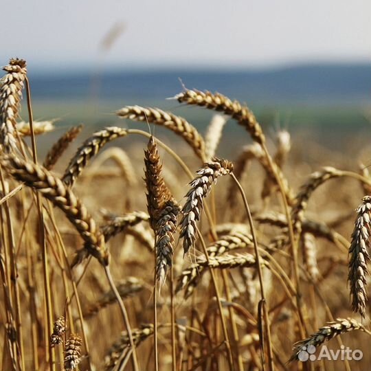 Зерно пшеница ячмень овес
