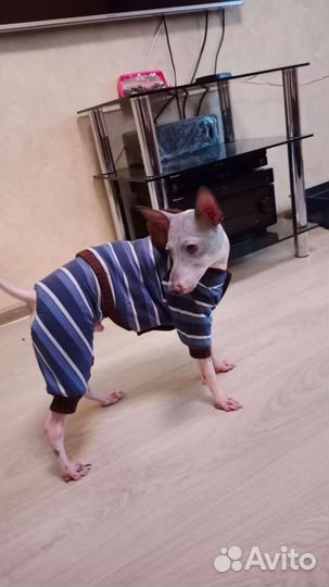 Костюм для собаки 35 см