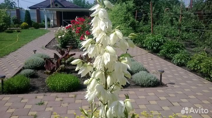 Юкка садовая