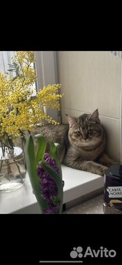 Кот