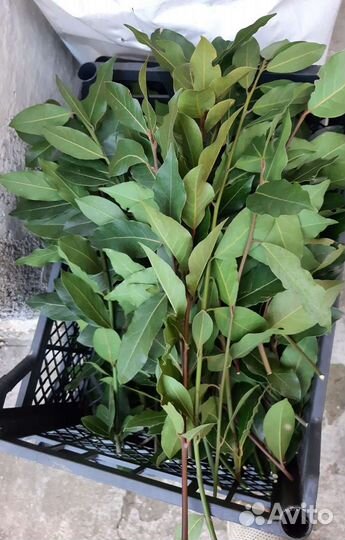 Лавровый лист